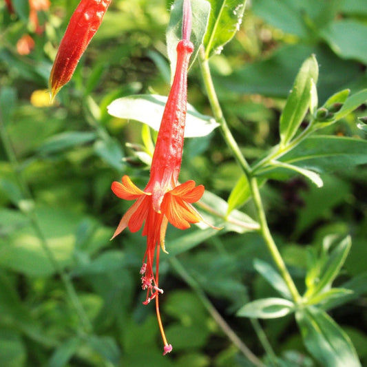 ZAUSCHNERIA CALIFORNICA (FUSCHSIA DE CALIFORNIE) Le Jardin Mellifere