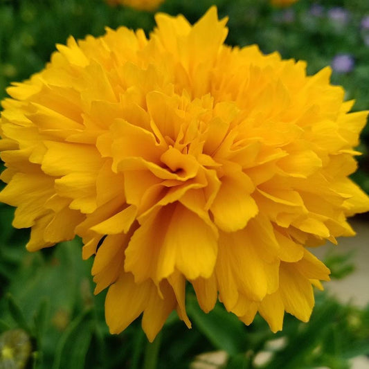 COREOPSIS GRANDIFLORA RAYON DE SOLEIL