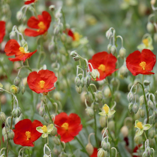 HELIANTHEMUM EN MELANGE DE COLORIS