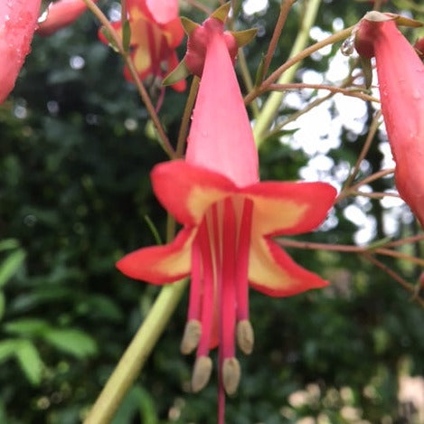 PHYGELIUS CAPENSIS "Fuchsia du cap"