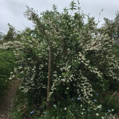 DEUTZIA SCABRA BLANC