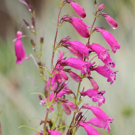 PENSTEMON EVELYN