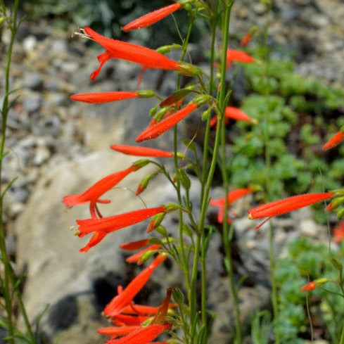 PENSTEMON PINIFOLIUS