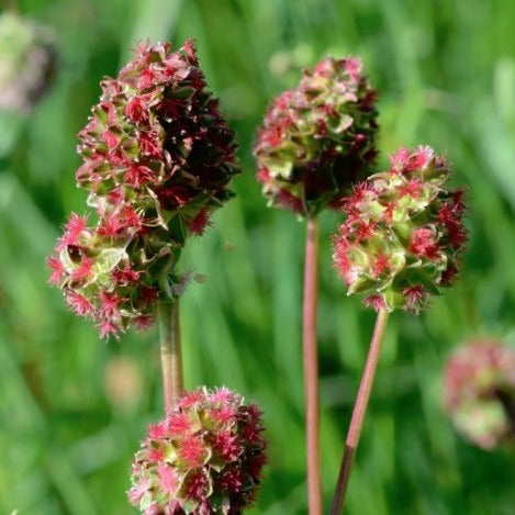 PETITE PIMPRENELLE "sanguisorba minor"